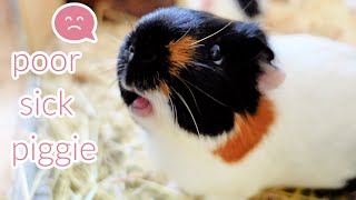 What To Do About My Guinea Pig :(