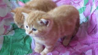 Котята скоттиш страйт открыты для резерва. Котята скоттиш страйт открыты для резерва.