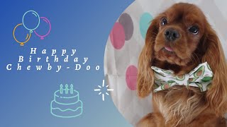 SHORT : Chewby-Doo, mon cavalier King Charles by AndyWho11th 51 views 1 year ago 1 minute, 10 seconds