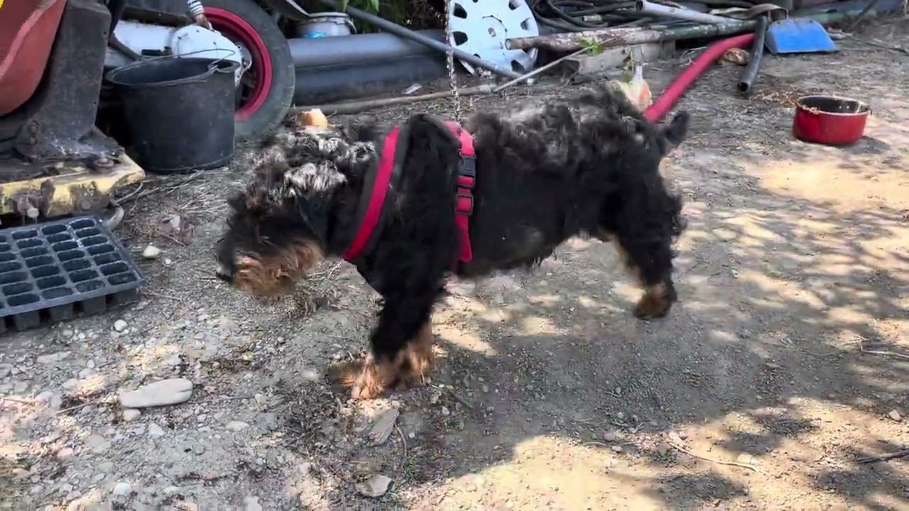 Achizitie noua, mascul jagdterrier