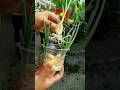 FAKTA UNIK BAWANG PUTIH DARI ZAMAN DULU #faktaunik #faktadunia