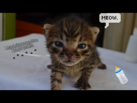 Βίντεο: Μπορεί να χρησιμοποιηθεί το υποκατάστατο γάλακτος για κουτάβια για γατάκια;