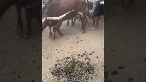 Sorry Some Video Sucks! I Was Cutting on Foot!