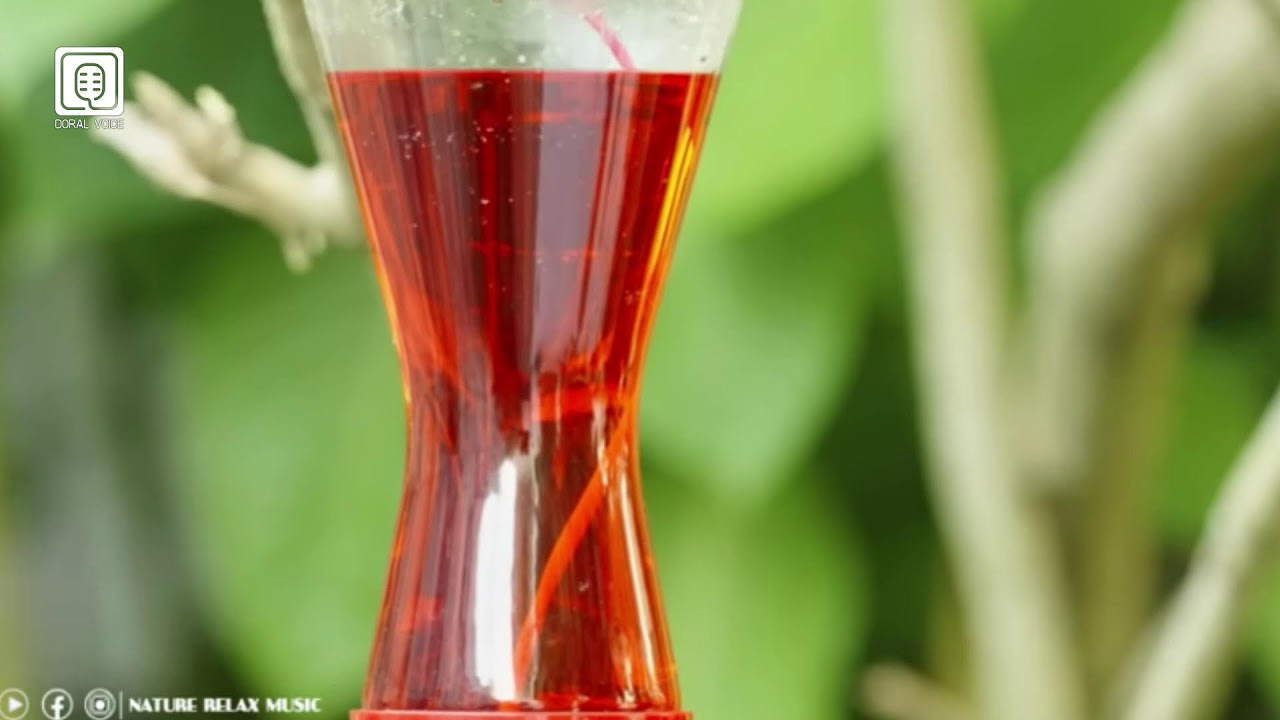 Música de Bienestar integral | Nature Relax Music | Un 911 de Mi Alma