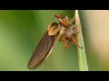 Robber fly eating insects &amp; grooming | Holcocephala