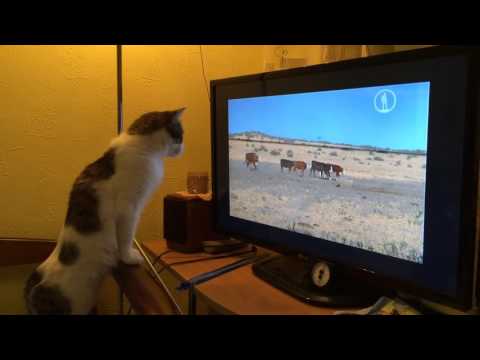 Кошка смотрит телевизор