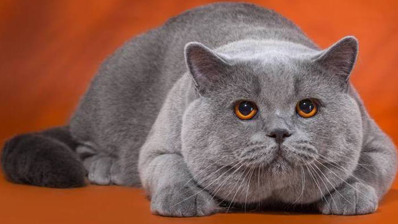 10 «недостатков» британских кошек, о которых часто умалчивают заводчики
