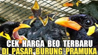 [ UPDATE TERBARU ] CEK HARGA BURUNG BEO TERKOMPLIT DI PASAR BURUNG PRAMUKA