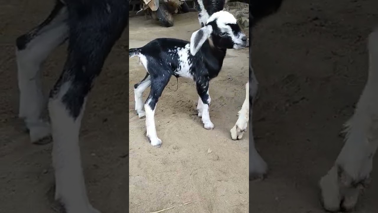 mother love of goat❤️❤️