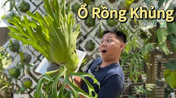 Chia sẻ cách chăm sóc ổ rồng Coronarium cùng huykiengla