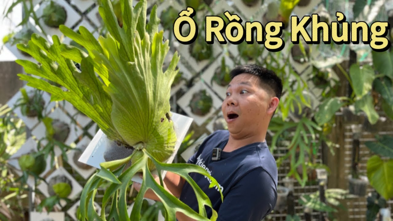 Chia sẻ cách chăm sóc ổ rồng Coronarium cùng huykiengla - YouTube