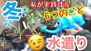 【重要】冬の水遣り / 枯らさないための6つのポイント / 忘れがち…でも忘れないで、絶対！【ガーデニング】