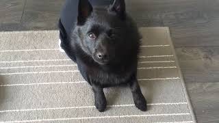 Discovered Schipperke's secret stash of underwear.  #punishment by Schipperke Munchie 4,421 views 6 years ago 1 minute, 10 seconds