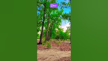Thumbnail of Beautiful trees 🌳🌳🌲 #music #song #nature #viral 🔥🔥#youtubeshorts