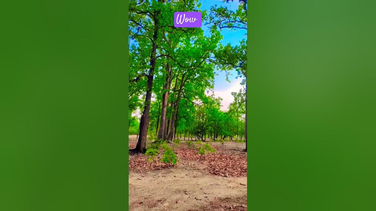 Beautiful trees 🌳🌳🌲 #music #song #nature #viral 🔥🔥#youtubeshorts
