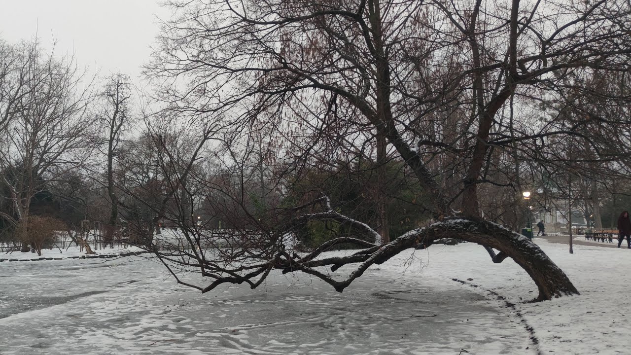 Winter Serenity ❄️ Live Nature Sounds & Snowy Landscapes   