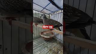 তিলাঘুঘুlovebirds cocaktail কোকাটেল pigeon কবুতর পোষাপাখি পোষাপাখি