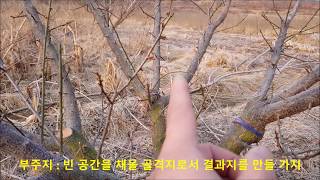 제3강 - 매실나무 가지치기, 매실나무 정지전정, 매실나무 전지 동영상 강의 - Youtube