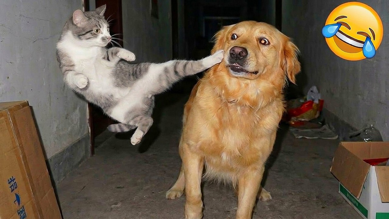 Funny Cats Compilation 2026 🐈 | Try Not to Laugh Challenge - Hilarious ...