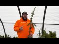 Tour Of A Conifer House At MrMaple - The Conifer Collector Episode 5