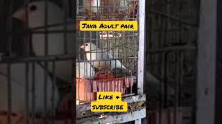 Java Adult Pair #youtubeshorts #ytshorts #shorts