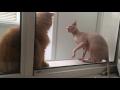 сфинкс драка,sphinx vs persian cat. Fight.