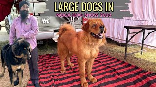 INDIAN AND TIBETAN DOG BREEDS IN MOGA DOG SHOW 2023 #moga