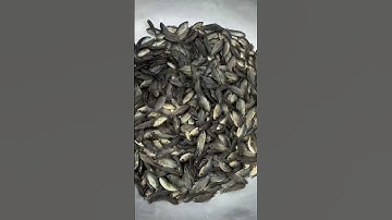 Anh chị cần đặt cá giống nước ngọt số lượng lớn alo em.0909770509 #cagiong #traicagiongutme #ca