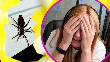 ARACHNOPHOBE Plays Kill It With Fire (Spider Killing Game)
