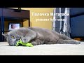 РЕАКЦИЯ КОТА НА ПАЛОЧКУ МАТАТАБИ /cat reaction