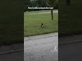 How My Cat Crosses The Street Tiktok Tiktoke Cat Catcat Funny Catlover Trending How My Cat Crosses The Street Tiktok Tiktoke Cat Catcat Funny Catlover Trending