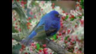 Yesterday Piano - Kaizer