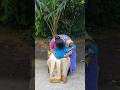 Comedy Video Sunita Funny Shorts 