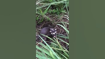 Tập 1 thăm bẩy chôn ngày mừng 5 Tết lên 2 con hàng #Thợsăn tổnghợp