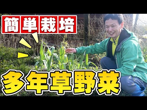 手間いらずでどんどん増える多年草8選|私が教える増やし方と危険な3種