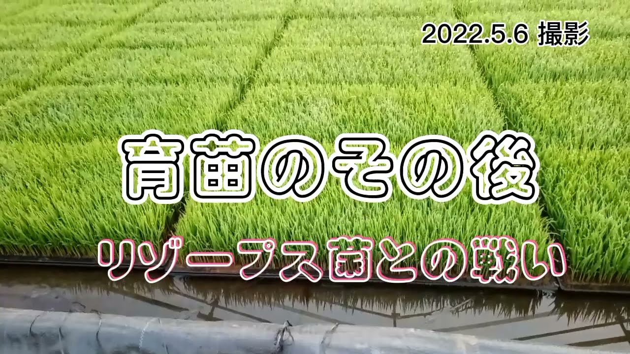 【2022田んぼ】育苗第３編　播種19日後　リゾープス菌との戦い