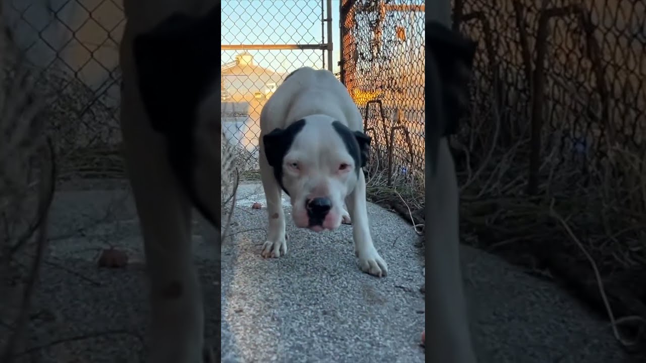 Watch This Scared Stray Dog Fall In Love Less Than 3 Minutes