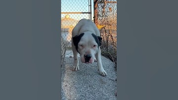 Watch this scared, stray dog fall in love in less than 3 minutes