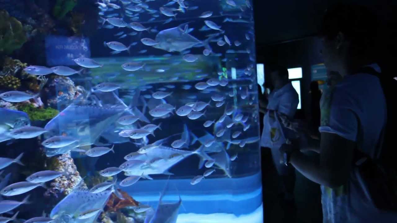S E A Aquarium Resorts World Singapore Hd You