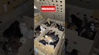 Contact us to buy Desi Chicken chicks #desimurgifarming screenshot 4