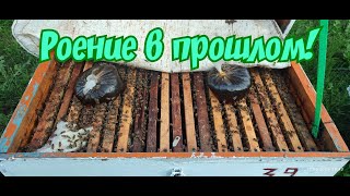 РОЕНИЕ В ПРОШЛОМ!!!   ДВЕ МАТКИ В УЛЬЕ!!!