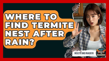 Where To Find Termite Nest After Rain? - Insects and Invaders