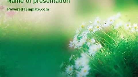 Spring Chamomiles PowerPoint Template by PoweredTemplate.com