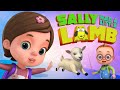 Sally(Mary) Had A Little Lamb And More Kids Songs | Baby Ronnie Nursery Rhymes | Videogyan 3D Rhymes