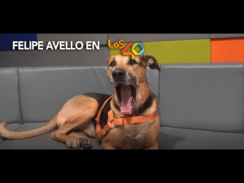 "El día del perro" en  @Los40Chile  | Felipe Avello