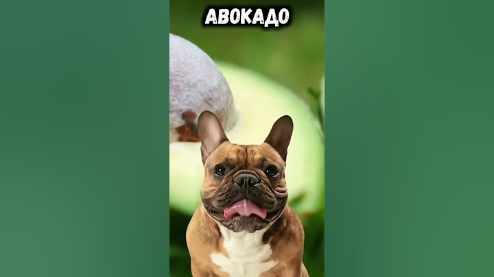 НИКОГДА НЕ ДАВАЙТЕ ЭТО СОБАКЕ?!😳 #shorts