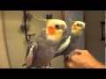 Talking Cockatiel "Pretty Bird" Conversation