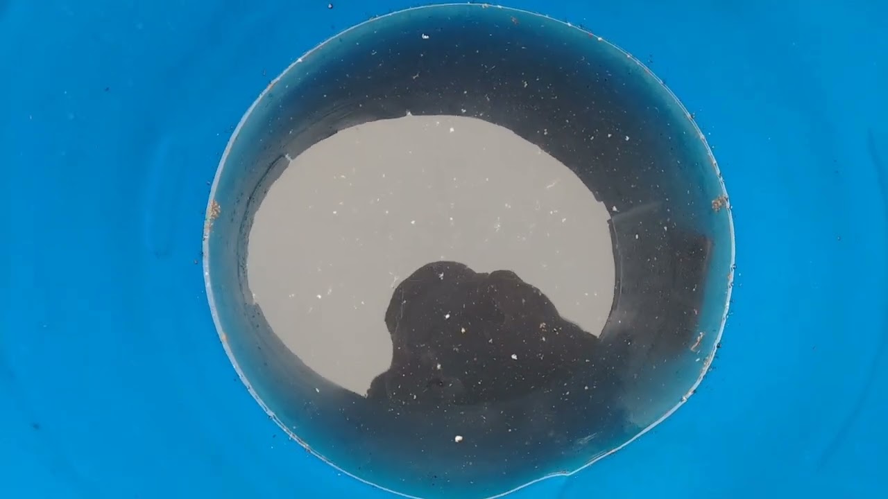 05.12.2025.QARA. Zeytun un. Hazırlanması. Qaydasında. Biri .🇦🇿