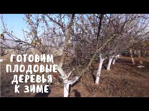 Готовим сад к зиме. Мой сад. Мой опыт.