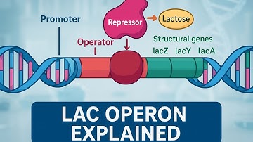 Lac Operon Explained | Gene Regulation Animation for CSIR NET & Life Science Exams